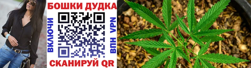 Каннабис OG Kush Вытегра